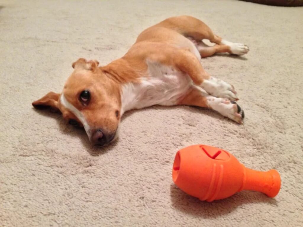 Dorgi (Dachshund Corgi Mix)