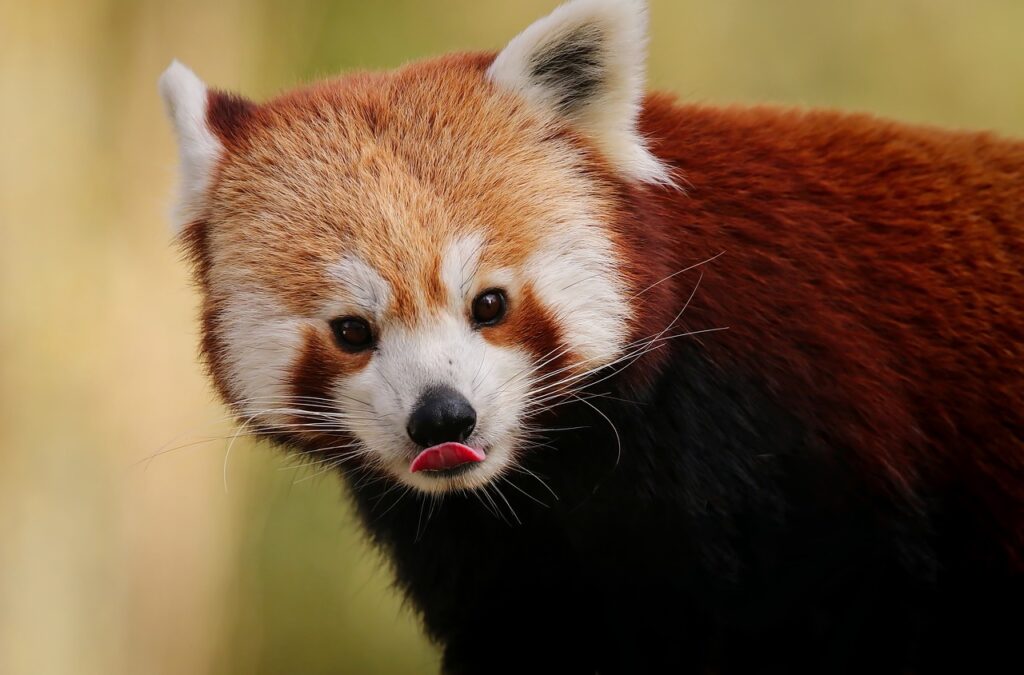 Closeup of a Red Panda