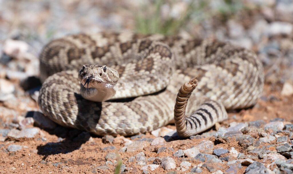 Rattlesnake in the wild
