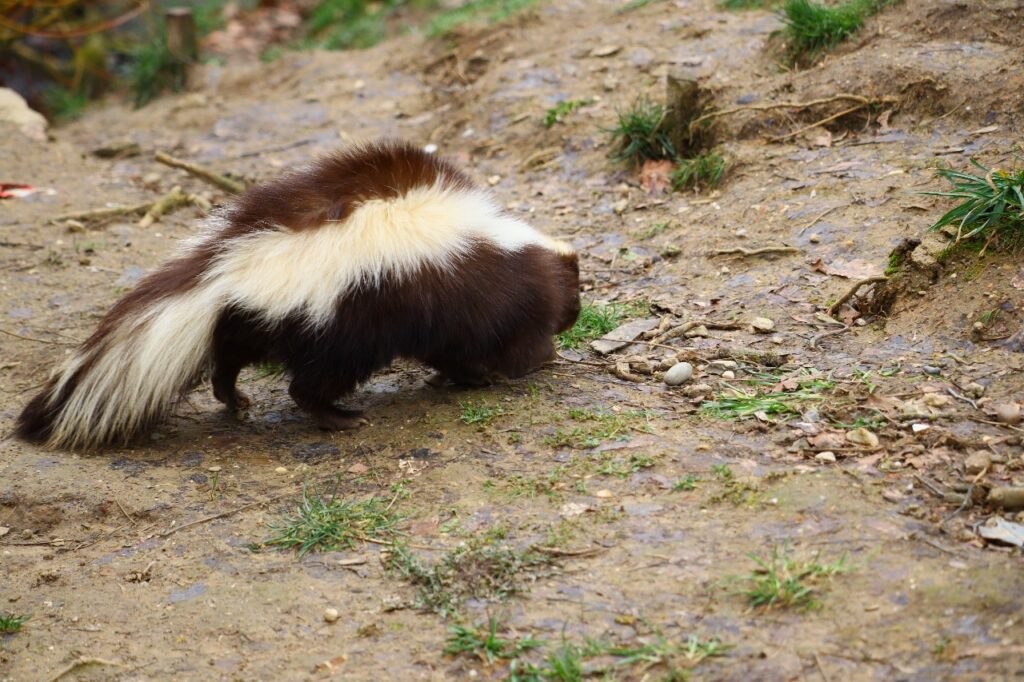 Skunk walking on a muddy path