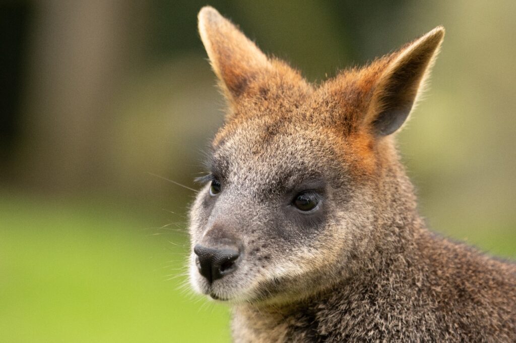 focus-shot of a wallaby's face and head