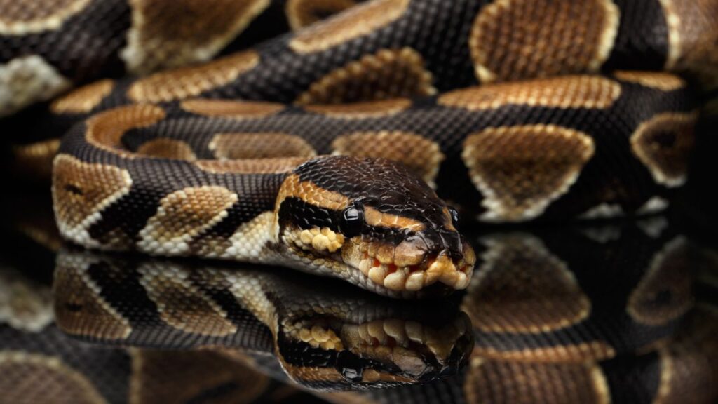 ball python