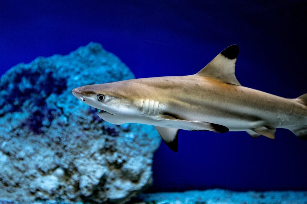 shark-fish-aquarium-water-sea-