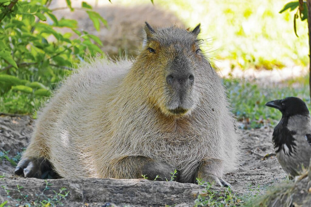 A Capybara next to a bird