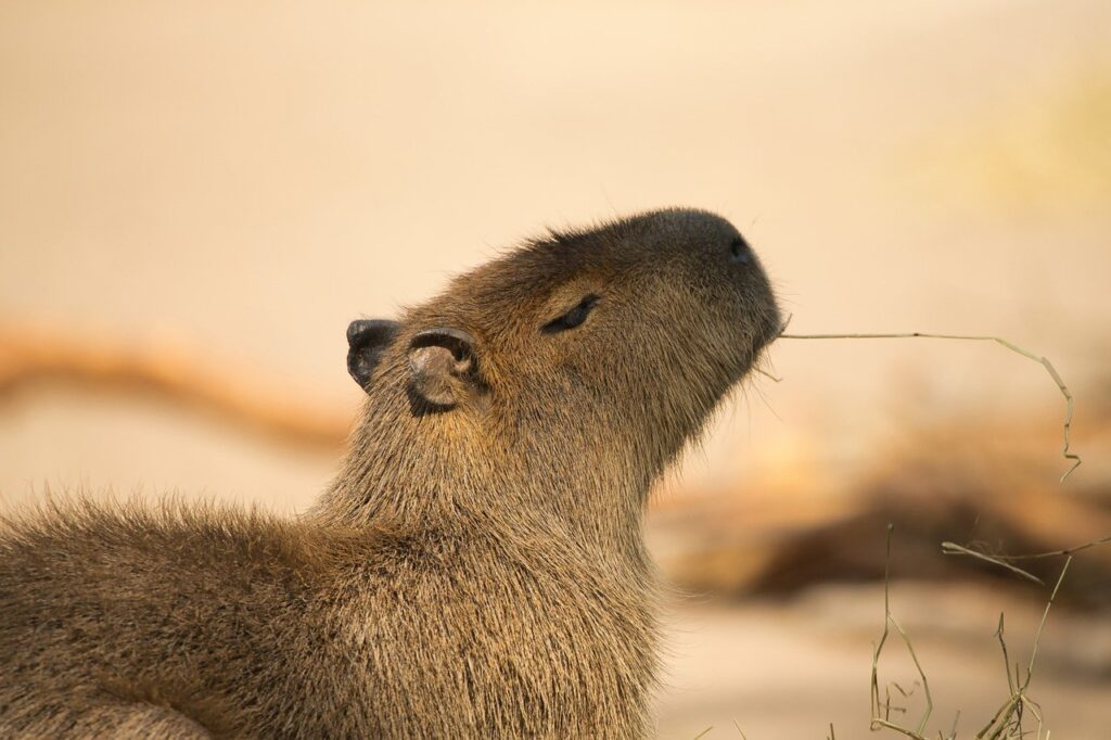 A Capybara nibbling