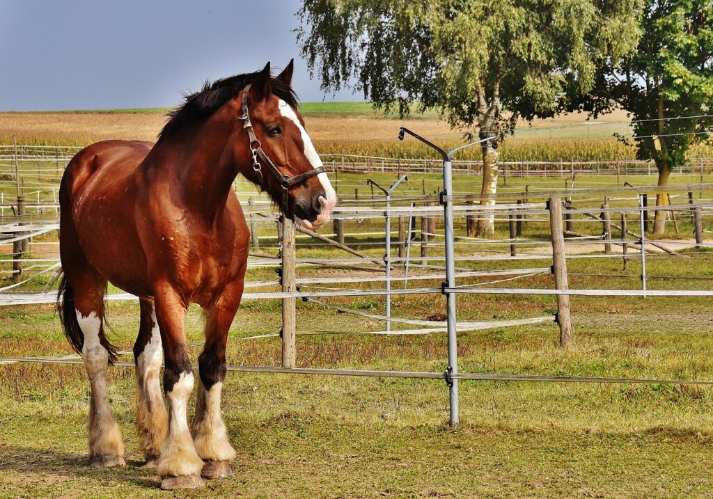shire horse