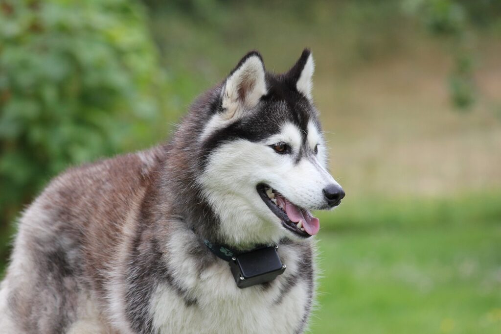 Siberian husky