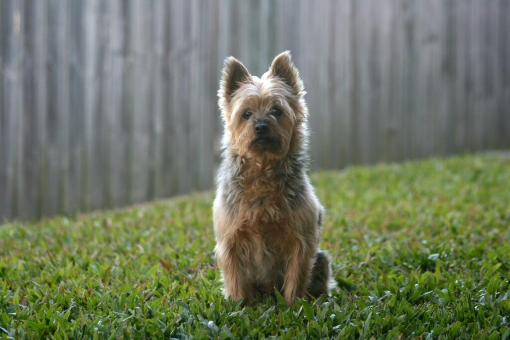 Silky terrier