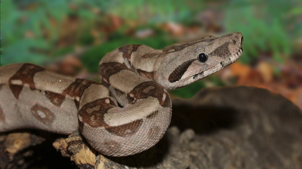 An Emperor Boa Constrictor