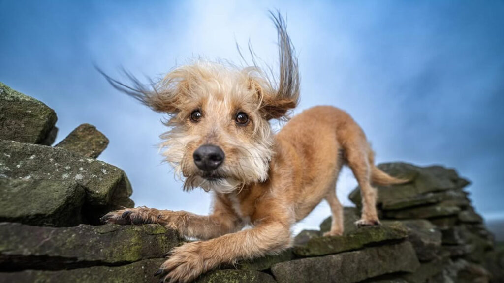  Jack-A-Poo dog outdoor