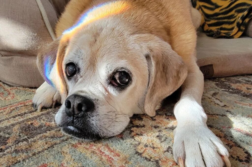 Puggle Dog Lying on a ground