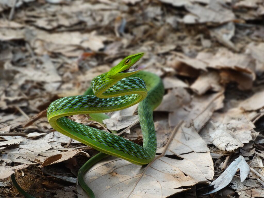 oriental whipsnake