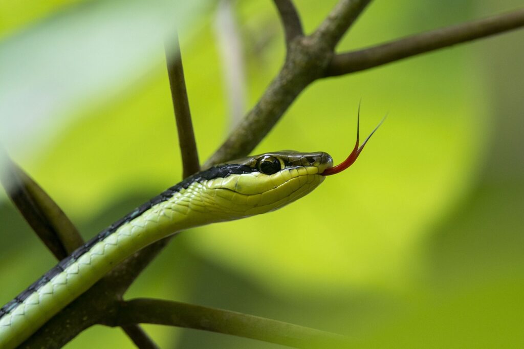 Rare Snake