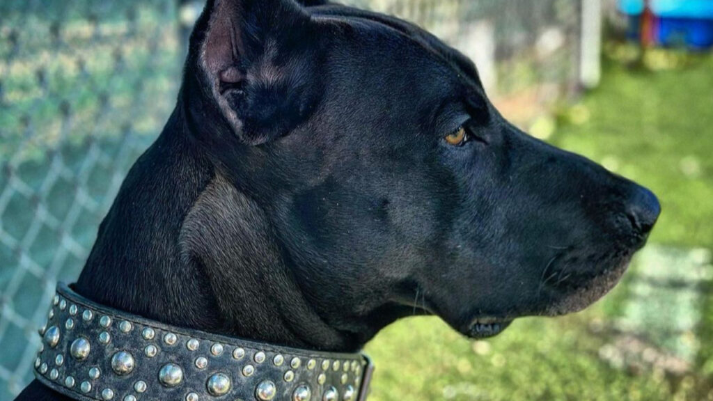 Canis Panther profile close up