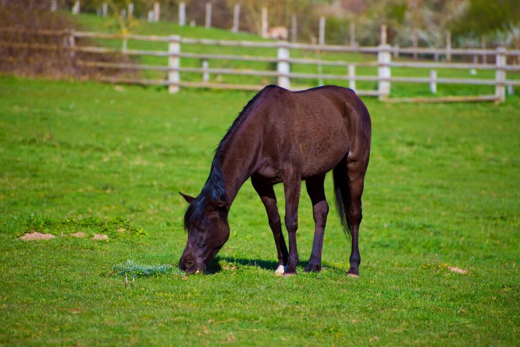 A Percheron grazing