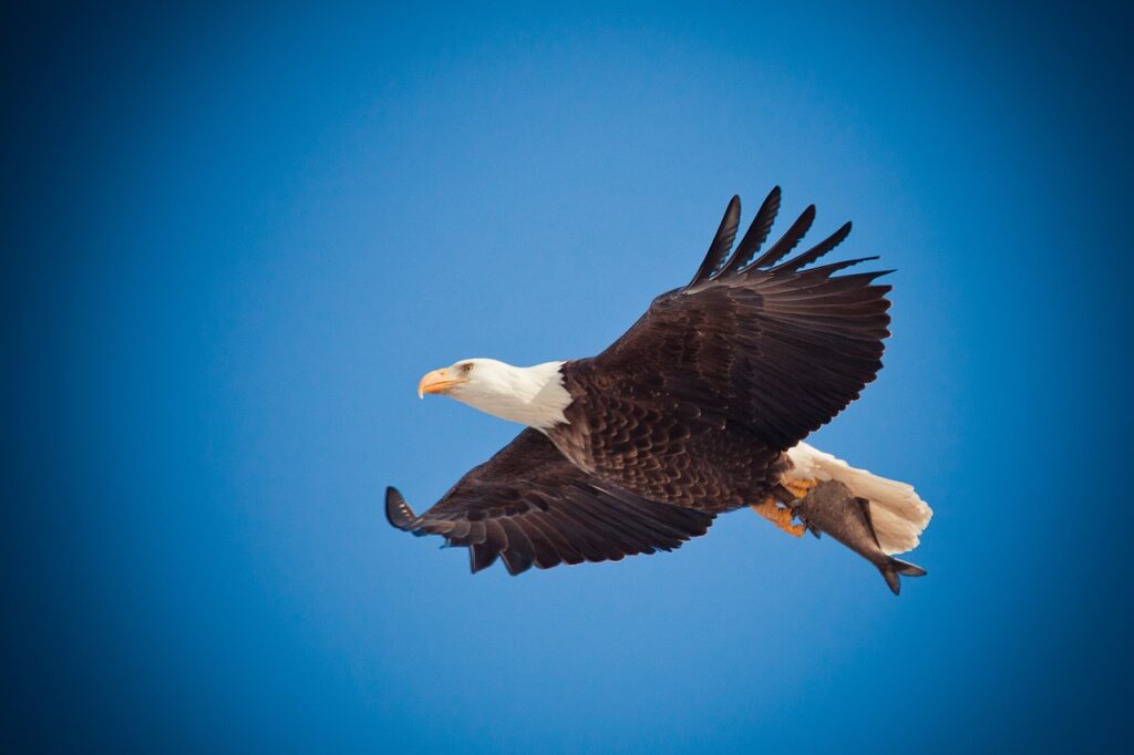 A bald eagle with prey