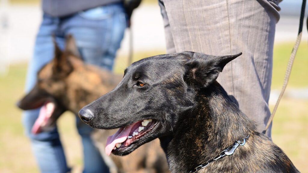 dutch shepherd