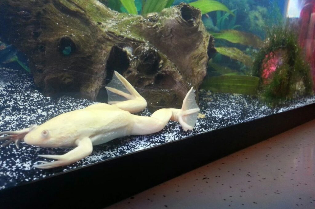 African clawed frogs