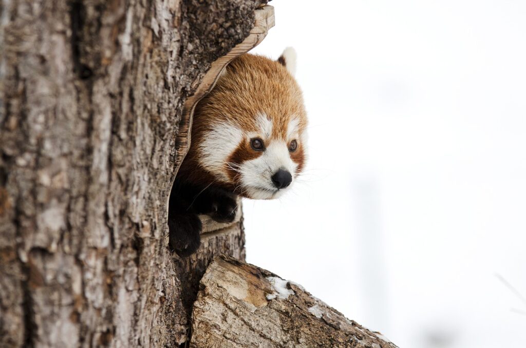 Red panda peeking
