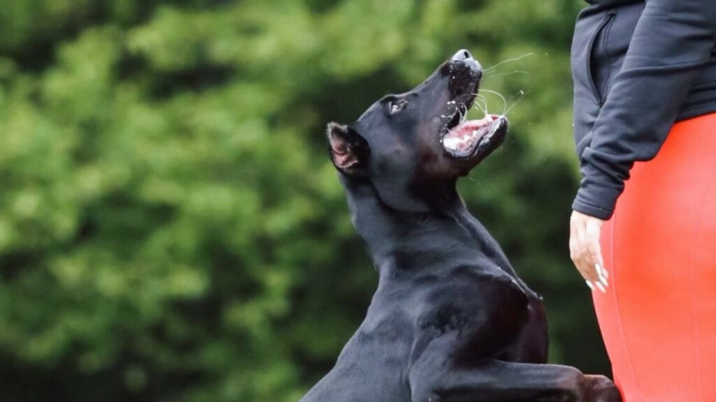 Canis Panther enthusiastic