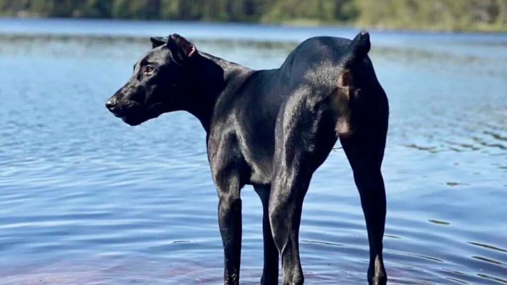 Canis Panther stepping into water