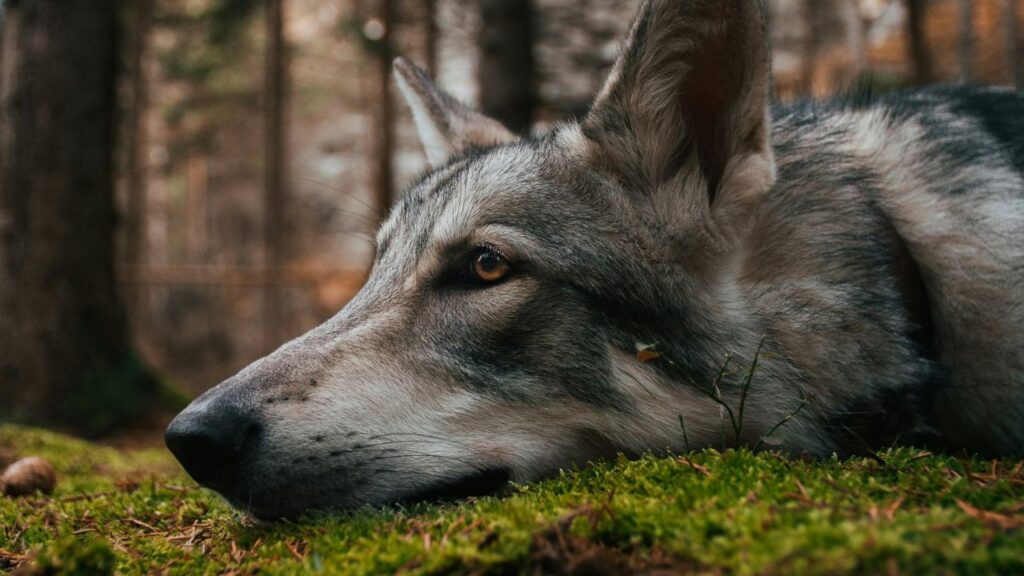 Wolfdog lying