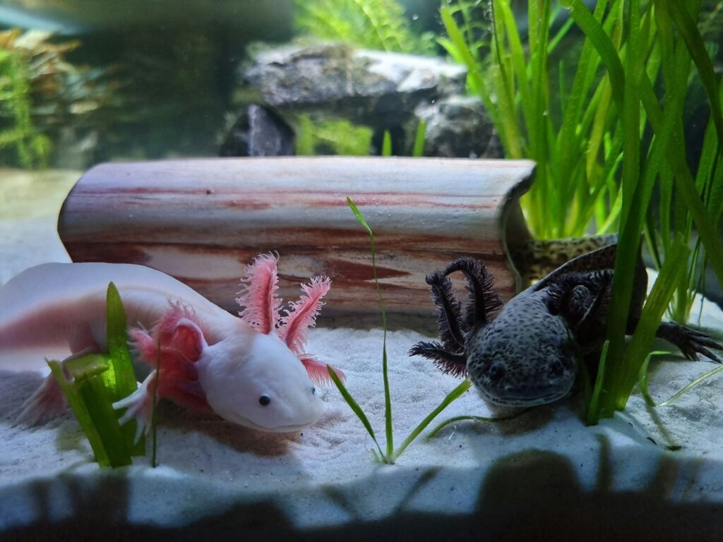 axolotl