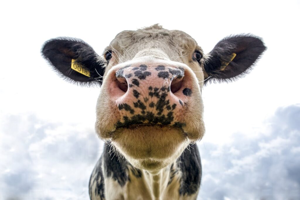 Close-up of Holstein cow with large black ears