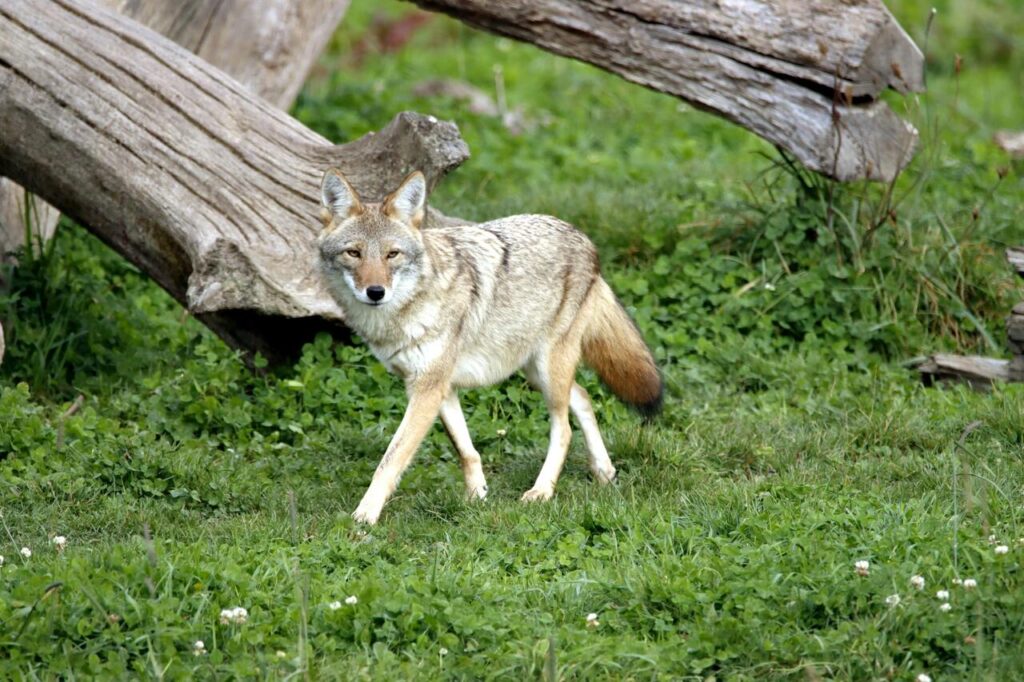 coyote walking