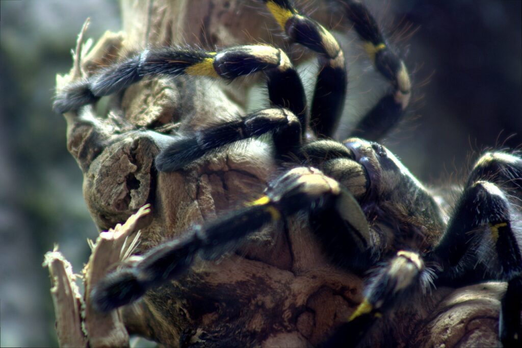 tarantula