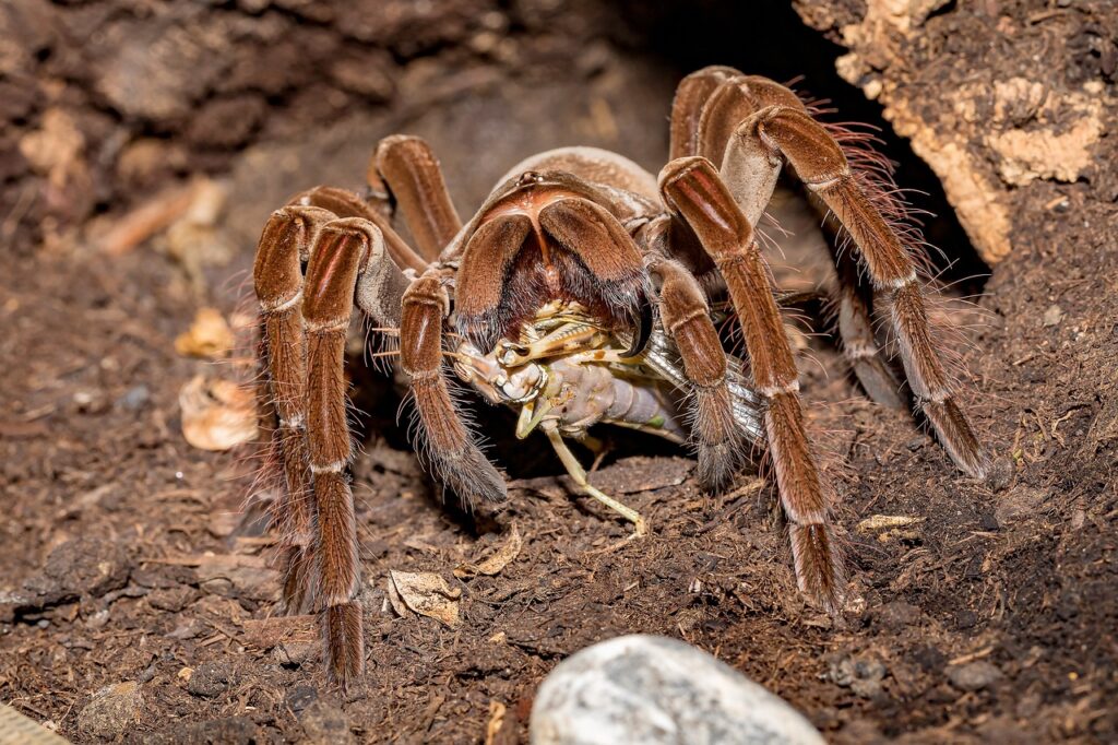 tarantula feeding