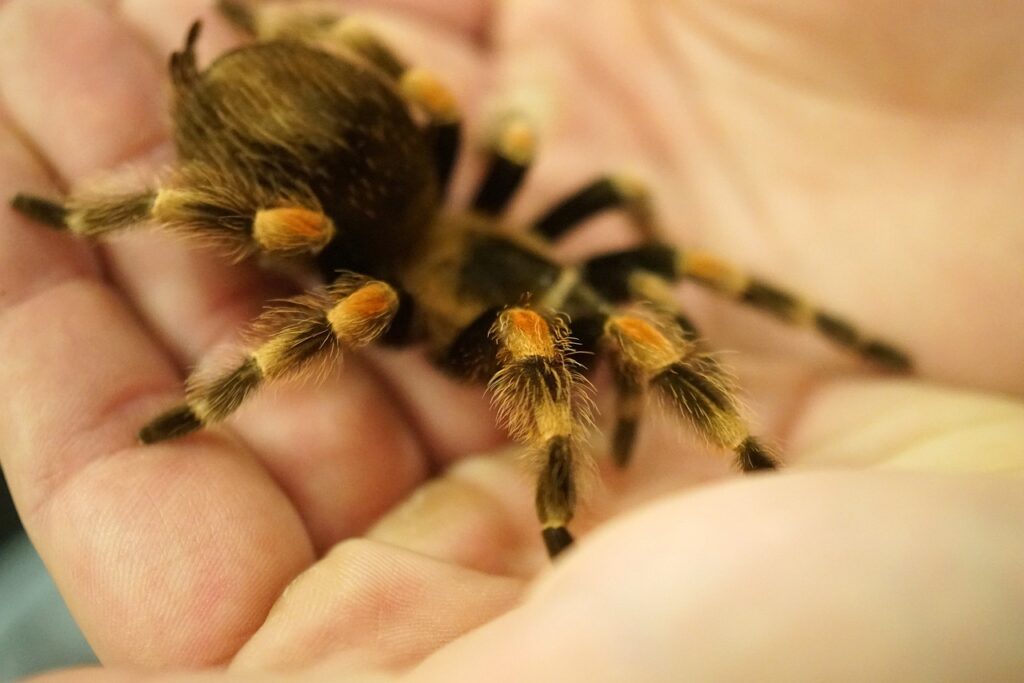 tarantula