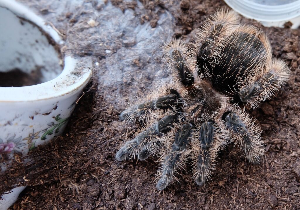 hairy tarantula