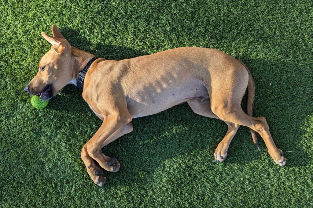 Doberman x labrador
