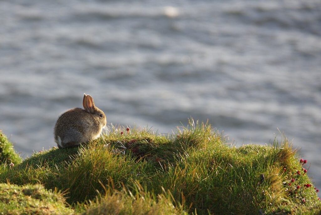 A Rabbit on a cliff