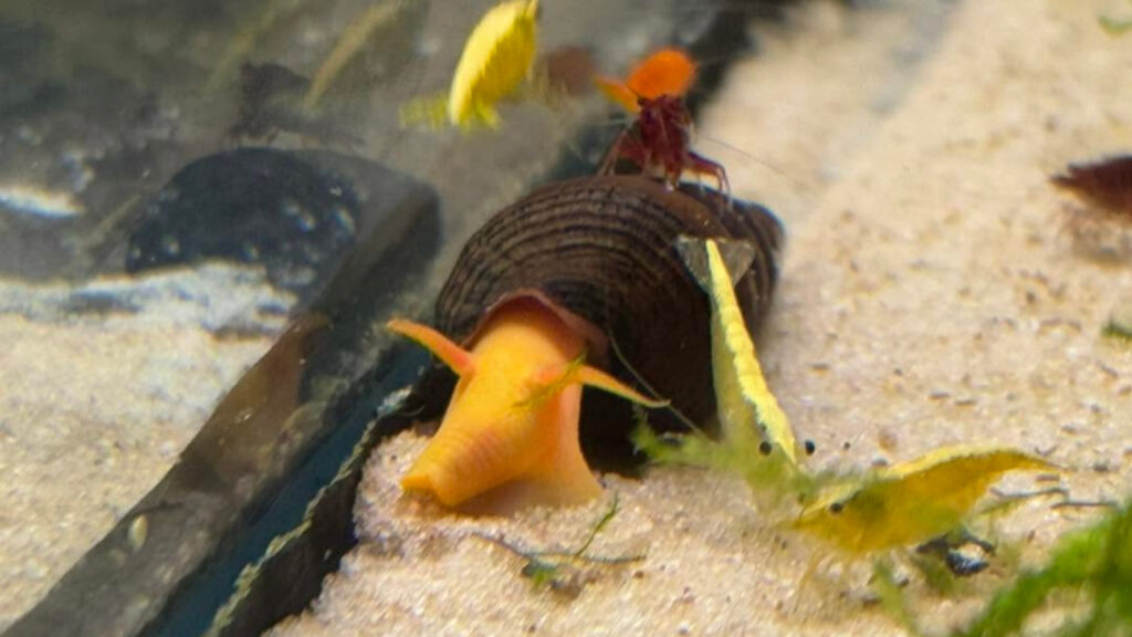 A rabbit snail