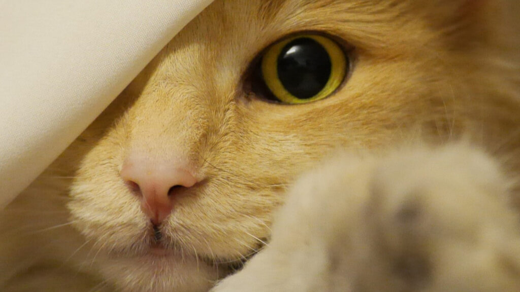 Norwegian Forest Cat peeking