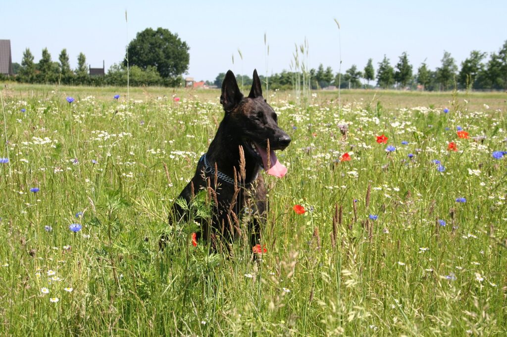 Dutch Shepherd sitting among wildflowers in field