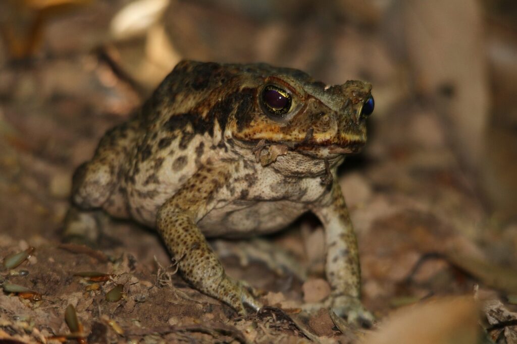 cane toad