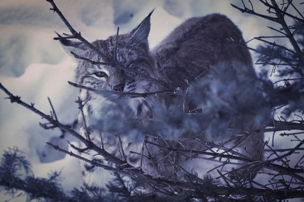 Bobcat in snow