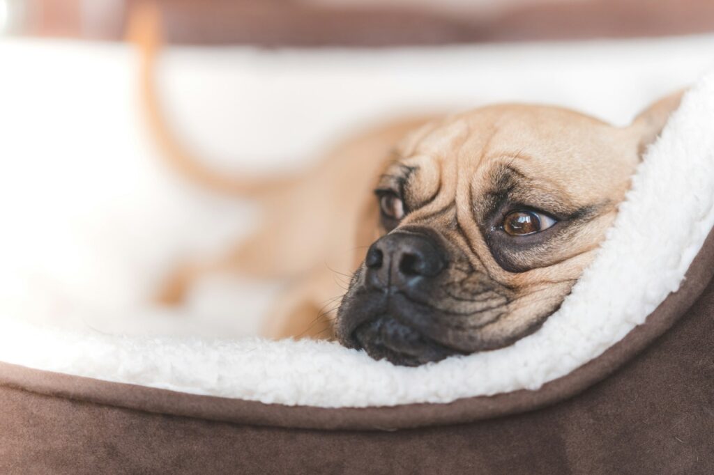 Puggle dog Resting