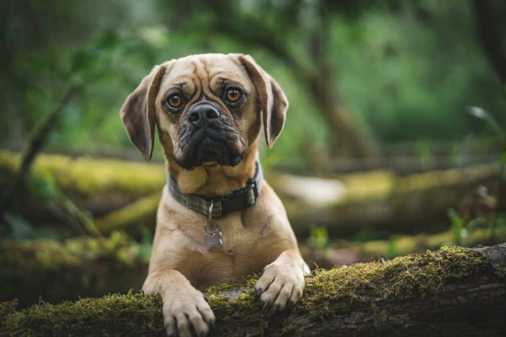 Puggle Dog Staring