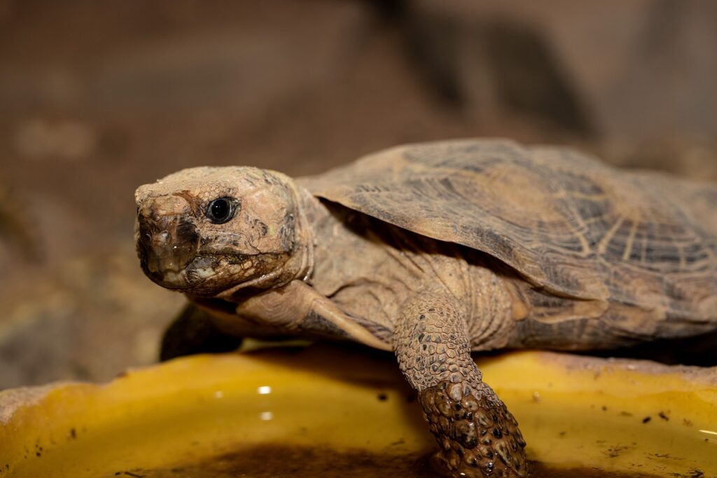 pancake tortoise