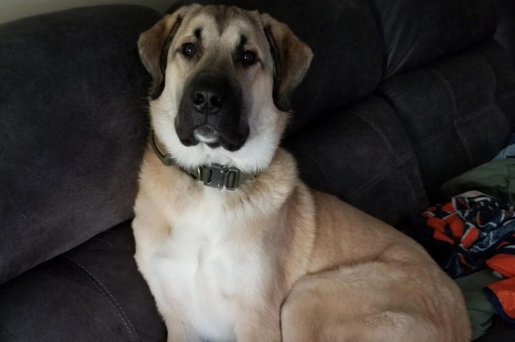 Anatolian Shepherd relaxing indoors on comfortable couch