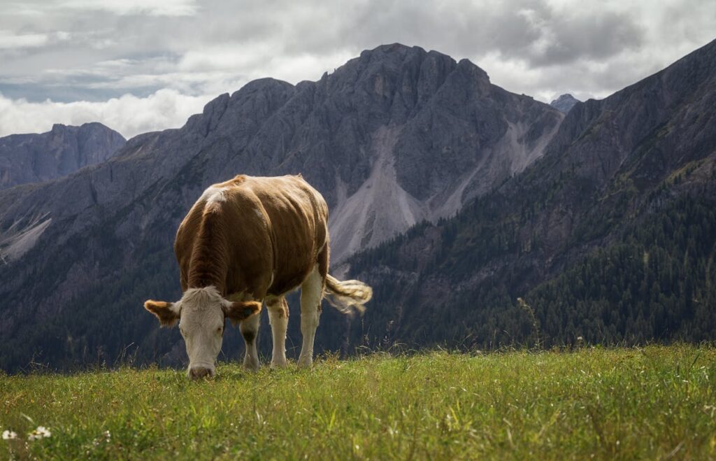 Cow grazing in a mountain meadow with towering rocky peaks