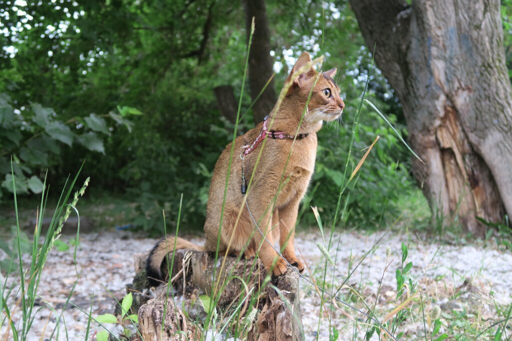 Abyssinian Cat Outdoor