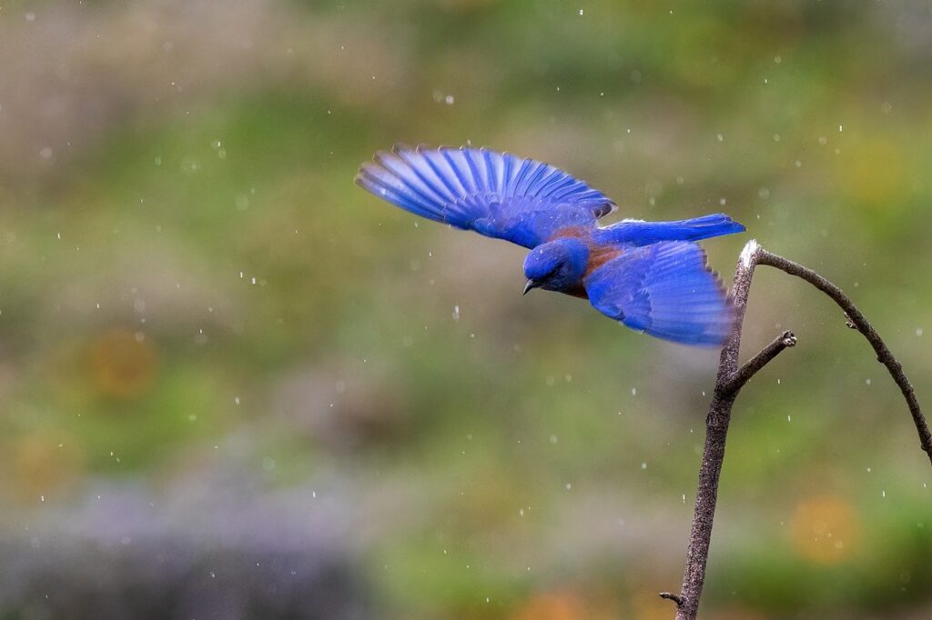 A Bluebird on flight