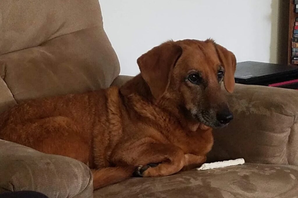 Dachshund and Basset Hound Mix