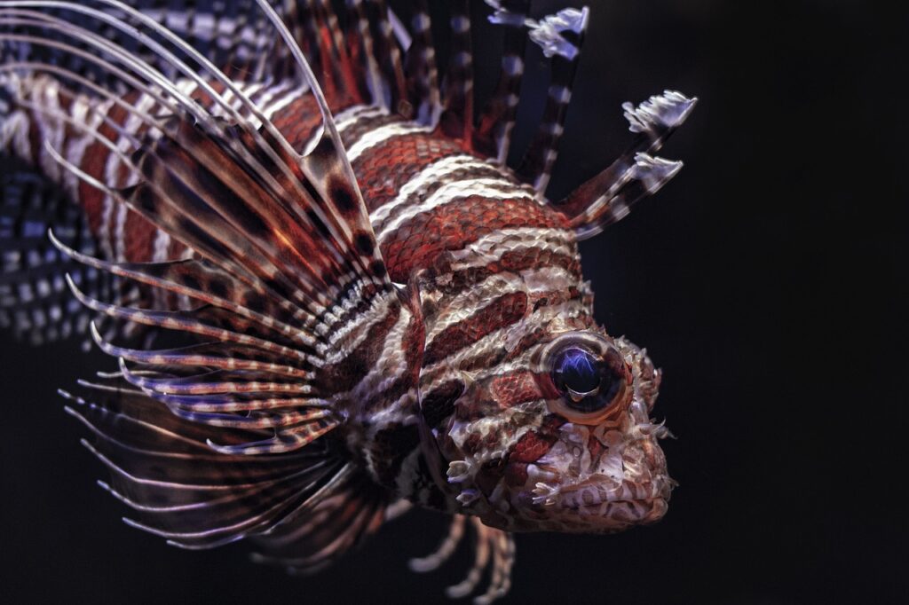 Zebra Lionfish