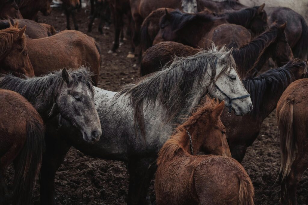 A herd of Quarter horses